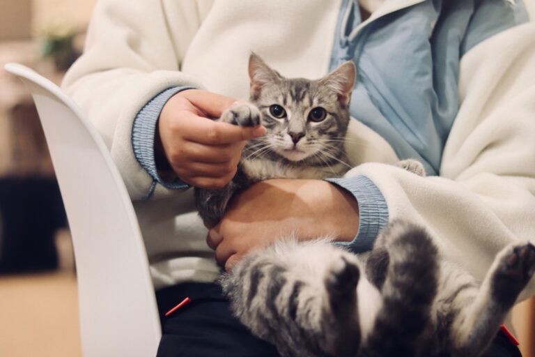 image of a person holding a cat at the veterinary office happy because they receive helped from a veterinarian answering service